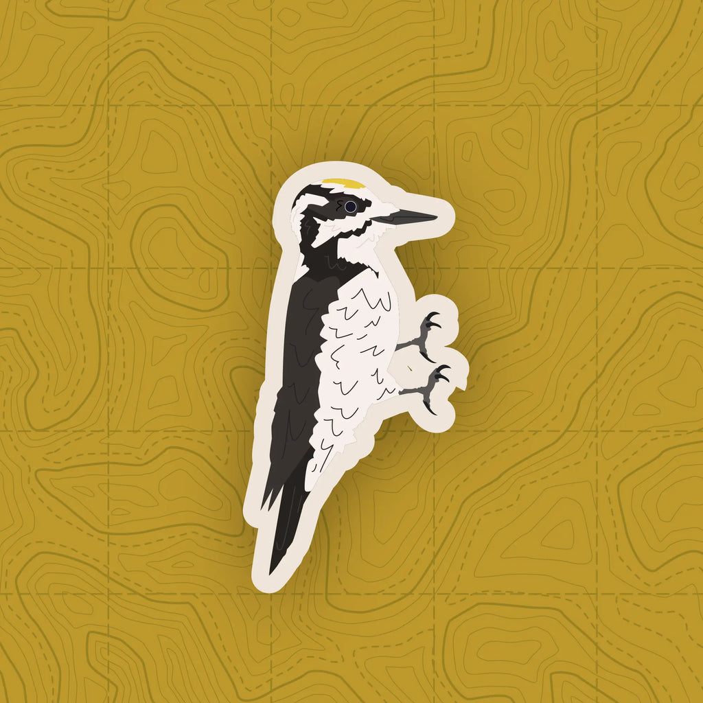 Woodpecker of Europe - Sticker Pack