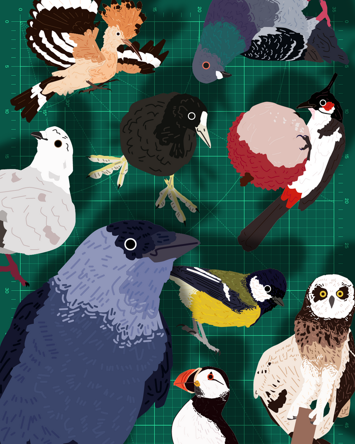 All the Birbs and Borbs - illustrations