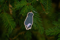 Jackdaw Wooded Pin
