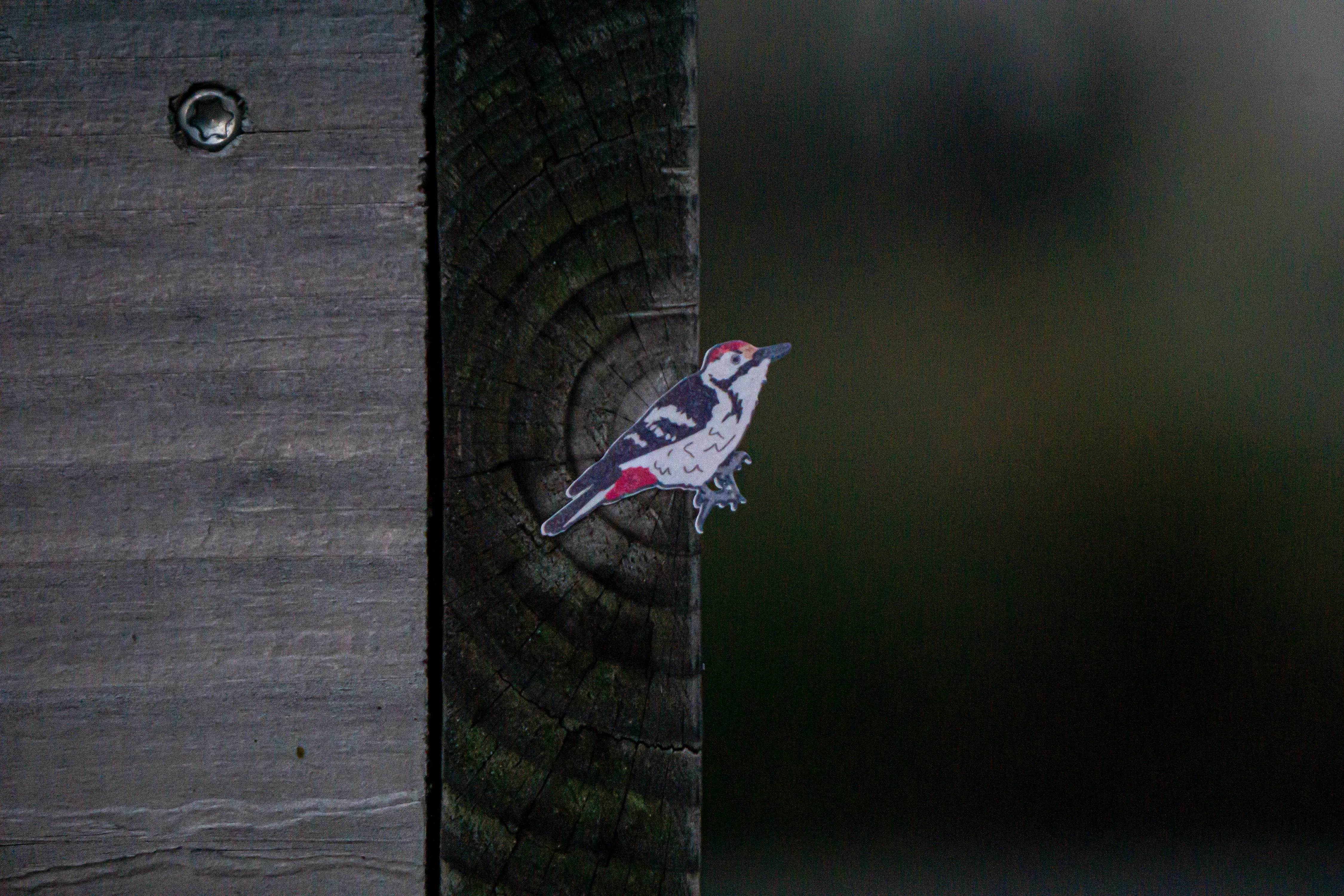 Woodpecker of Europe Sticker sheet