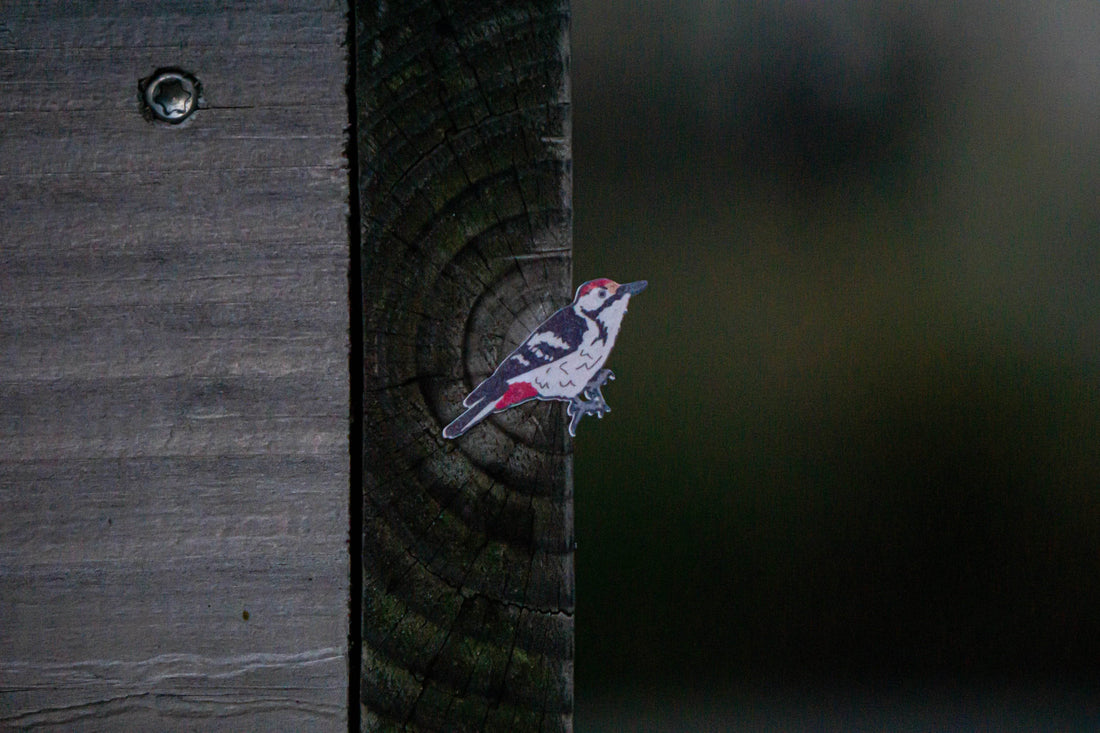 Woodpecker of Europe Sticker sheet
