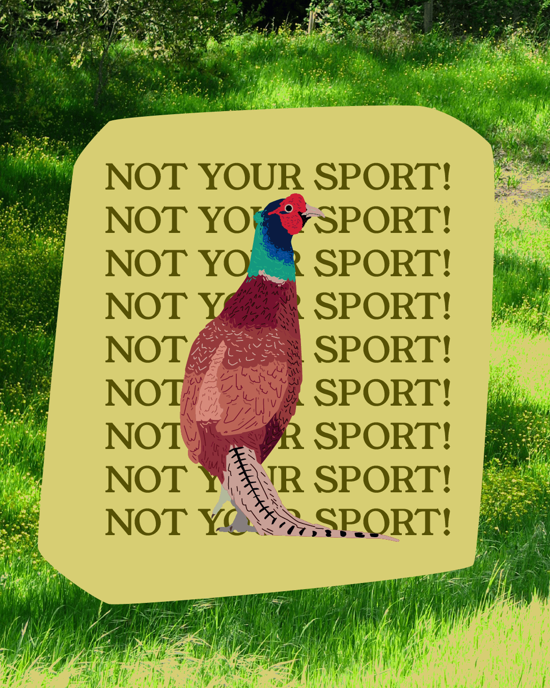 Ring-necked Pheasant Sticker