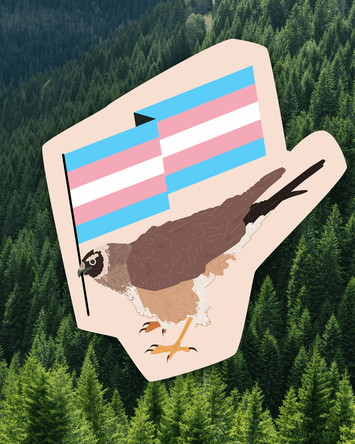 Transgender Marsh Harrier Sticker